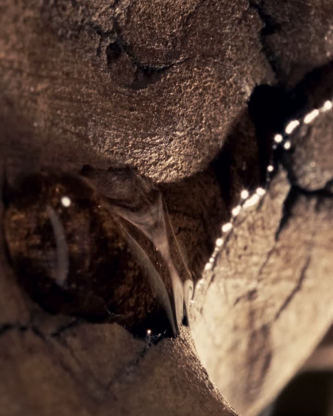 DIVINE ALIGNMENT EDP OIL